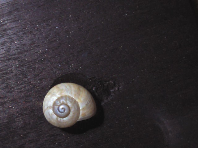 Theba pisania  ?